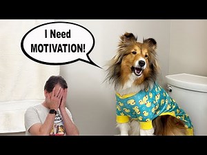 "I Need MOTIVATION!" 🚽🐶😆 a hilarious Talky Compilation on Cricket "the sheltie" Chronicles e205