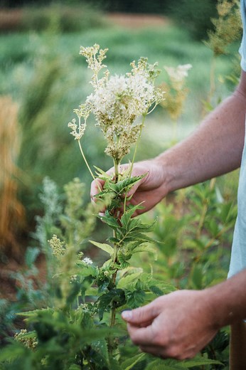 Meadowsweet isn’t ‘herbal aspirin.’ And while it’s sometimes labeled as such, this potent plant has a rich history of use spanning centuries. It’s especially effective for addressing patterns of heat, irritation, and pain. By recognizing Meadowsweet’s unique qualities and specialties, you can harness its power to target specific imbalances and achieve effective results—learning to see beyond its reputation as an herbal aspirin and into its medicinal virtues as a whole. This is what our latest bl