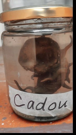 HEEEEEY! El nuevo Cadou tamaño real disponible en nuestra tienda. 🤯 👇 Mándanos un mensaje al DM para más información. 🫶 #residentevil #cadou #zombie #virus #playstation #xbox #props #colecciondevideojuegos #videogame #cosplay #parati | Start Collectibles