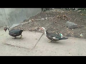 Two Ducks Walking on a Village Road | Relaxing Nature Video