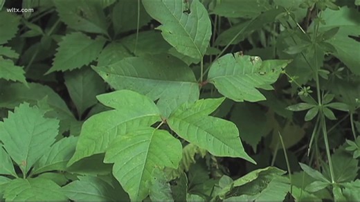 How worried should you be about that poison ivy rash? Experts explain the real risks and prevention tips