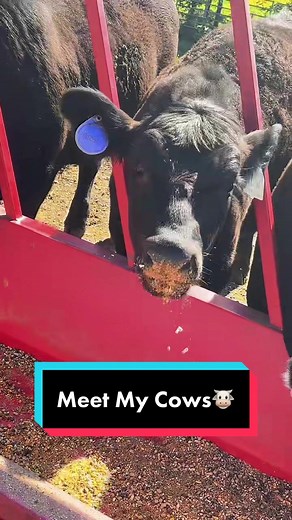 Meet my Cows!🐮 #simmental #simmentalcattle #beefcows #beefcattle #cattlefarm #redcows #roancow