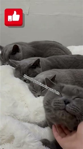 Cuteness Overload: Purr-fect Cat Moments