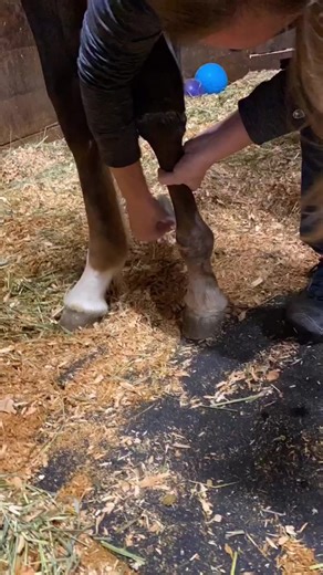 Managing the horses in our Sanctuary can be exhausting!! We’ve had up to 48 horses in our care. That was back in 2013 and was our maximum capacity. Those times were insane. During the time when we raised our orphan was also a demanding and tiring time as she had many wounds and veterinary issues to overcome, in addition to needing to be fed every two hours with goats milk. Here we are changing her wound that she received during the birthing process when her mother died. Wound care like this = ba