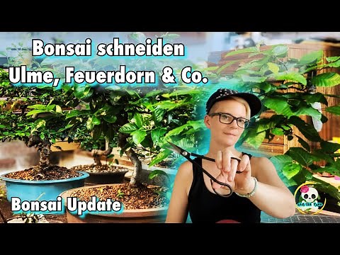 Bonsai schneiden / Bonsai für Anfänger | Ein paar meiner Bonsai brauchten einen neuen Formschnitt