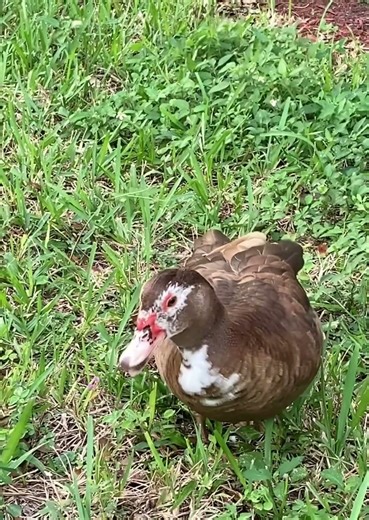Duck eating 🦆 #duck #animals #nature #naturelovers