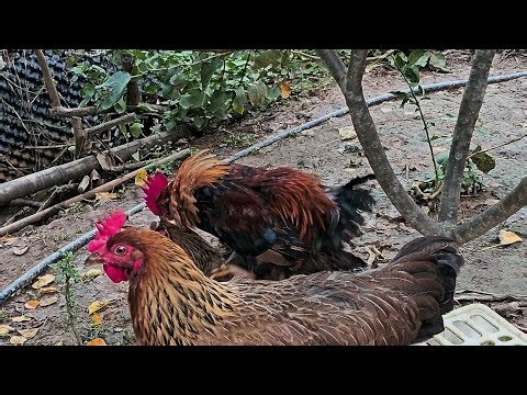 Chickens mating in a farm - 4k