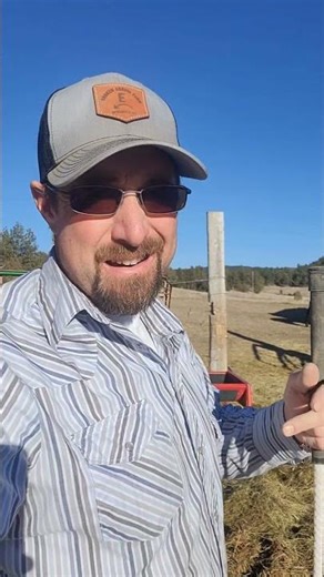 Moving cows around during calving season #simmental #cow