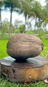 Look! Old Coconut Break Perfectly