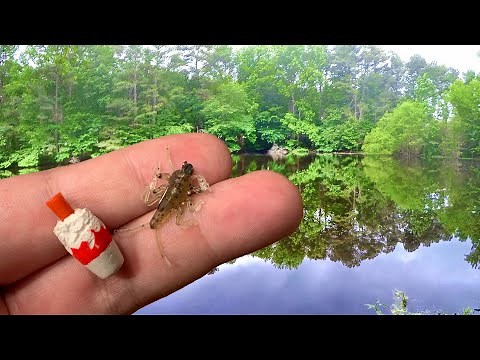 A Jig & Bobber Setup That Bluegill Can't Resist!
