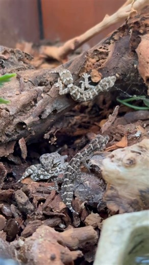 Baby viper geckos just arrived! 😍🦎 | Nature Box Pet Emporium