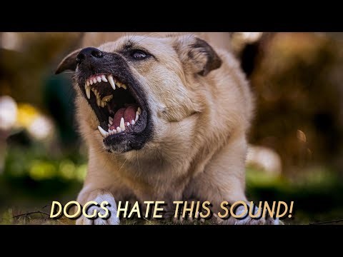 7 Sounds That Make Dogs Angry Instantly! 🐶🔊