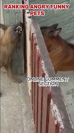 ANGRY PETS COMPILATION #funny #pets #animals #shortstips