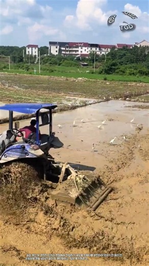 궤도형 트랙터를 활용한 논 로터리 갈이 및 토양 평탄화 작업 #worker #process #tractor #paddy #farming