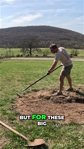 Oak Trees Need BIG Mulch Piles! Planting Tips #shorts