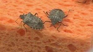 Traps best for getting rid of stink bugs, expert says