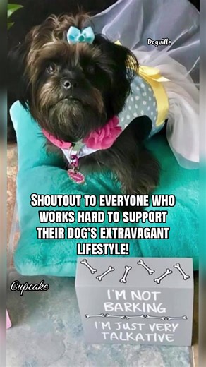 Shoutout to everyone who works hard to support their dog’s extravagant lifestyle 🩷 Cupcake our Diva Dog! #dogdiva #yorkiesoftiktok #doglife