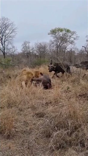 How Buffaloes Attack Lions to Save Their fellow? #wildlife #shorts