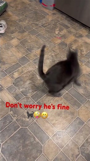 He loves the laser pointer!🐈‍⬛ #cat #kitten #play #fun #hesokay #catplay #catball #crazycat #iloveu