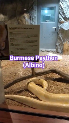 Burmese Paython ( Albino ) at Manila Zoo #philippines #snake #zoo #manila