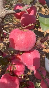 Fuji Apple #apple #fruit #fypfruit #fruitreel #summerfruit #summerfruitishere #fruitvideo | Jacky Zh