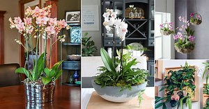 22 Amazing Orchid Planter Ideas | DIY Orchid Pots - Hello Lidy