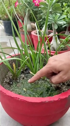 #farming #Terrace Garden #types of plant #agriculture