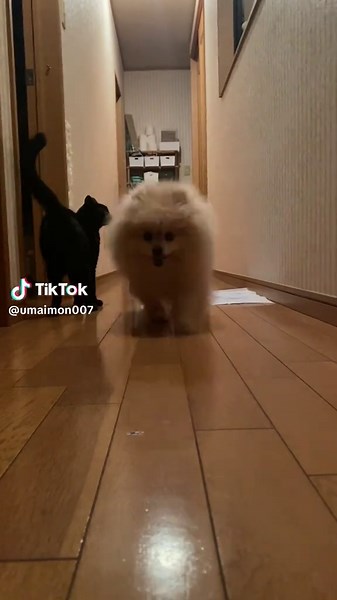 走るブラウニーとポメラニアンの楽しい日常