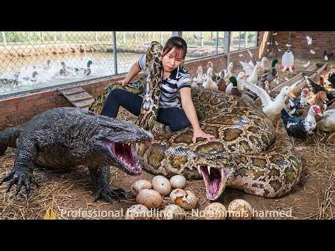 72 HOURS Trapped With a GIANT PYTHON – Giant Python and Komodo Dragon Attack the Duck Farm