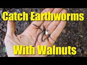 Catch earthworms with walnuts - worms for fishing bait or gardening