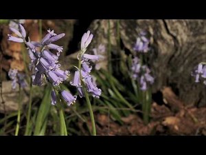 Bluebells growing in woods. 8 day time lapse