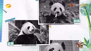 Astro QJ & Astro GO《熊猫一家人》今晚播出 今集主题：永远怀念那些离开的大熊猫们，祝愿它们在另一个世界里开心快乐冀 频道 ▻Astro QJ (频道308) ⏰时间 ▻每周二 | 930pm ▶️On Demand 或 Astro GO App 率先点播最新集数 Search ➡Panda's Family 熊猫一家人 #PandasFamily #熊猫一家人 #AstroQJ #AstroGO #AstroOne #OnDemand #Sooka #MangoTV | Astro QJ | Facebook