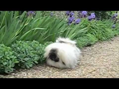 PEKINGESE: The morning in the Garden .m4v