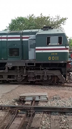 Exploring the Life of a Blue Tiger at Age 30