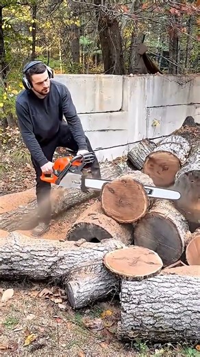 cutting big logs with a chainsaw in the forest for fuel wood and managing timber in a rural area.