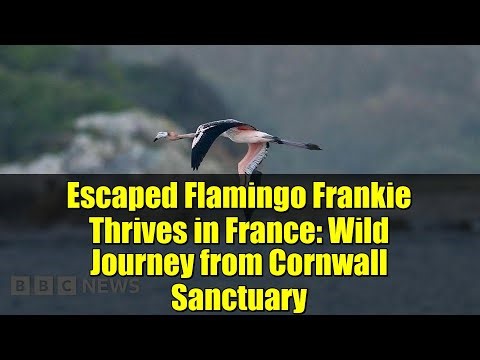 Escaped Flamingo Frankie Thrives in France: Wild Journey from Cornwall Sanctuary