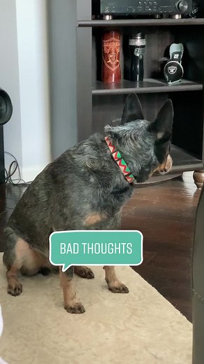 Never leave them alone !!! They will chew on something other than their toys !!! - [#blueheelersoftiktok#blueheelerlove🐾🐶❤️ #blueheelerpuppy #blueheelersrock #bluheeleracd #blueheelernation #blueheelerlovers #blueheelerclub #blueheeler #FYP #cutetiktok #dogsontiktok