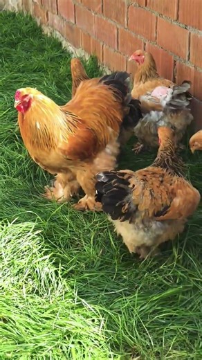 buff Columbian brahma chickens 🥰 #shorts #ytshorts #trending #youtubeshorts #brahmachickens