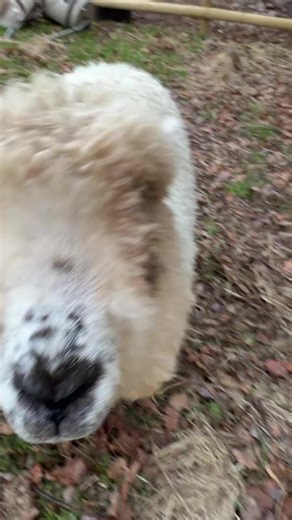 Mr. Grumpy doing a can come.#grumpy #farmlifethebest #comedy #sheepfarming #farmlife @~Bryony~ @Grace Bailey @kimbo @KatCrochet