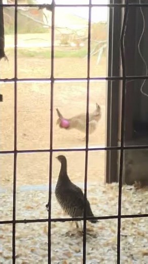 Greater Prairie Chicken In Mating Call and Stamping