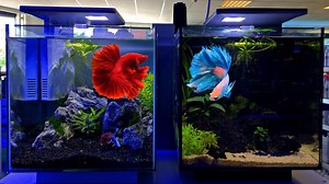 15K views · 182 reactions | Betta Tank Setup Ideas for Beginners. Our Betta Fish Tank Setup at the Fish Store. Betta Fish are often kept in a Small Aquarium but that's not good. This Betta Tank Setup is, in my opinion, one of the Best Betta Fish Tank Setups ever. The design of this Aquarium is cool and the Betta Fish seems to love the Betta Tank Setup! We are going to add a Betta Fish to the other Betta Tank as well probably! | Danny's Aquariums | Facebook