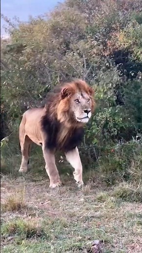 Osupat Lion One of Most Handsome Lion in Maasai Mara