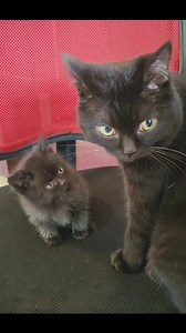 game over ,mommy got angry 🤣#cat #kitten #meow #pet #reels | Sweet Meows