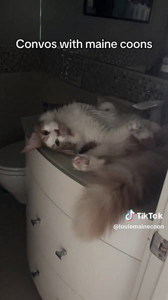 Maine Coon Cats: Charming Conversations and Fun Videos