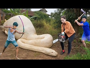 Brave female hunter uses chainsaw to confront giant white python | the scariest python. Lý Thị Hoa