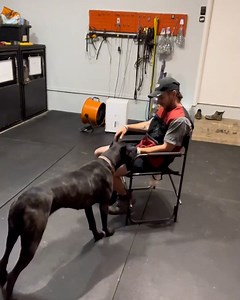 1.2M views · 10K reactions | Watch Baba the reactive Cane Corso completely transform her behaviour in just a few short weeks!  | Furry Tails | Facebook