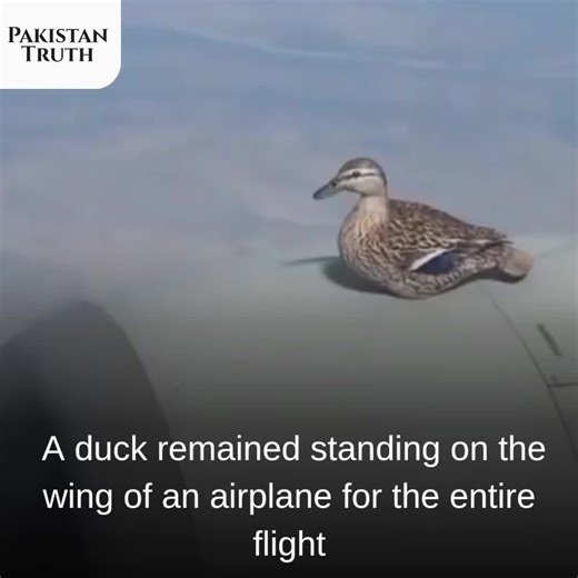 Duck Standing on Airplane Wing | Amazing Flight Moment