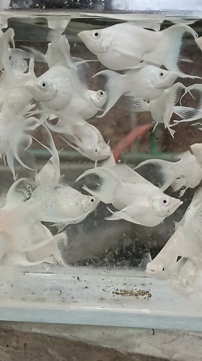 Platinum Moontail Balloon #molly #reelsfypシ #fishfarm #RS #rajshahi #balloons | RS Color Fish Farm