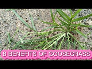 8 BENEFITS OF GOOSEGRASS OR PARAGIS