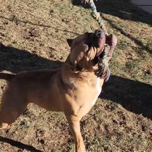 Home-made S #puppy #americanbully #trythatinasmalltown #bulldog pringpole